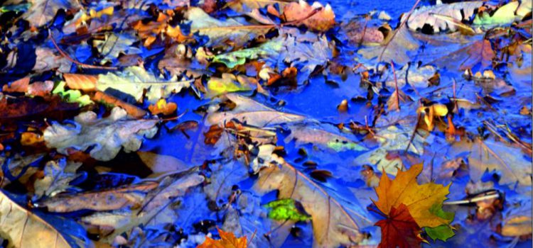 Natte herfstbladeren, glij- en valpartijen. Natte herfstbladeren, glij- en valpartijen.
